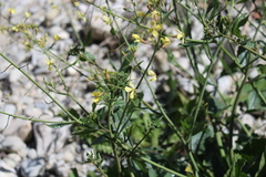 Raphanus raphanistrum landra