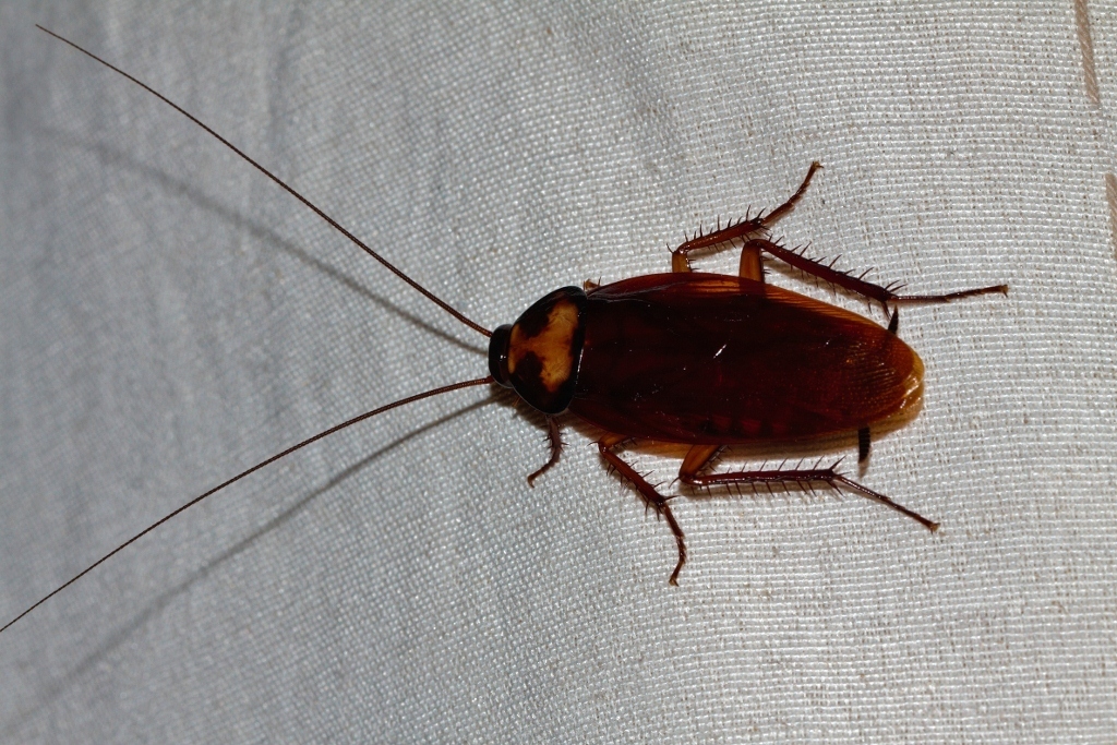 Brown Cockroach