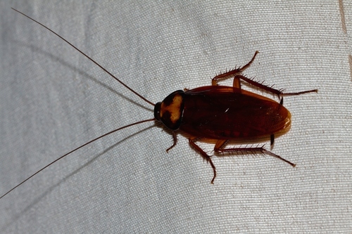 Brown Cockroach