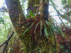 Lepisorus pseudoussuriensis