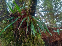 Lepisorus pseudoussuriensis