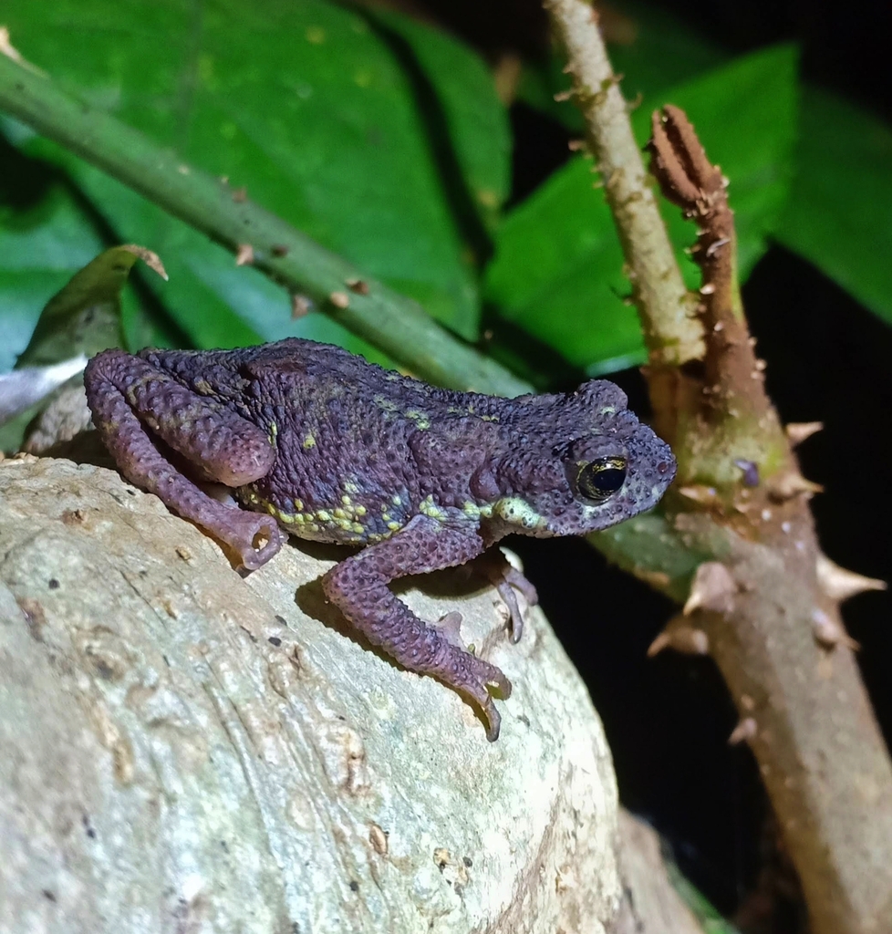 Garo Hills Toad