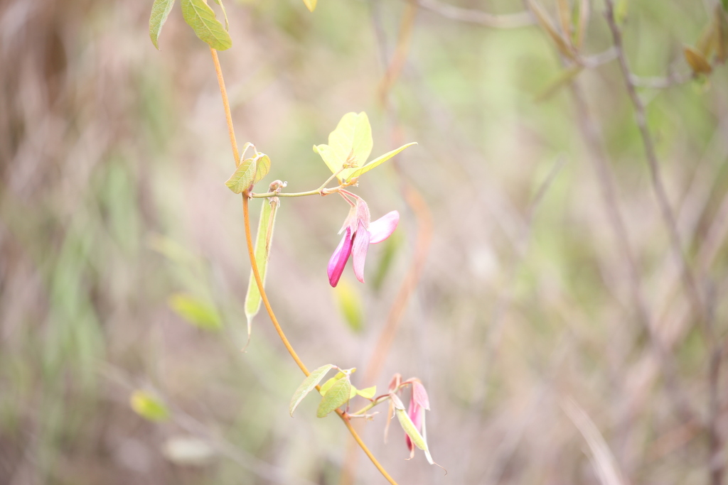 Dusky Coral Pea From Kunghur Nsw Australia On October At Pm By Martin Rady