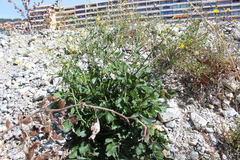 Raphanus raphanistrum landra