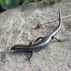 New Caledonian Shore Skink photo 2
