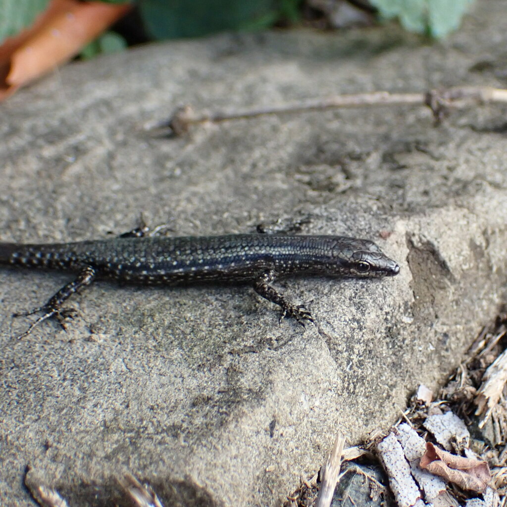 New Caledonian Shore Skink