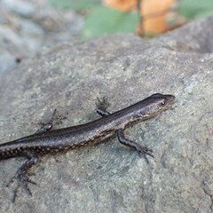 New Caledonian Shore Skink photo 3