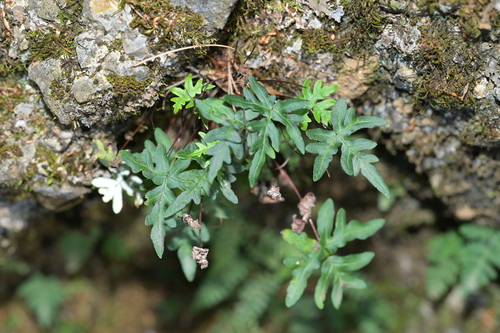 Aleuritopteris argentea iNat (2)
