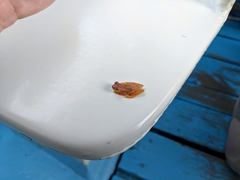 Dendropsophus microcephalus