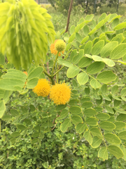 Leucaena retusa