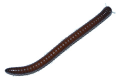 Pseudospirobolellus avernus