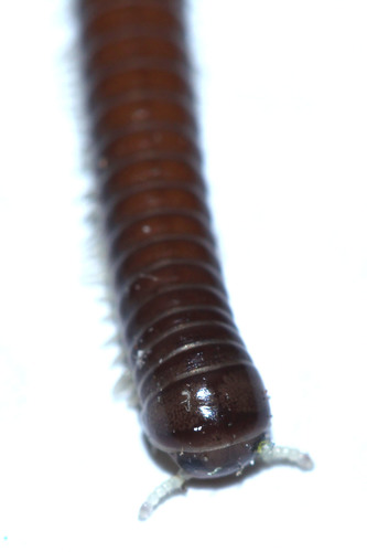 Pseudospirobolellus avernus