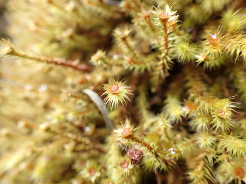 Image of Breutelia affinis by (c) Nina Kerr, some rights reserved (CC BY)