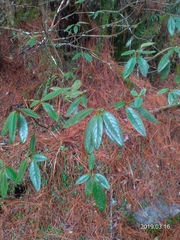 Rhododendron oldhamii
