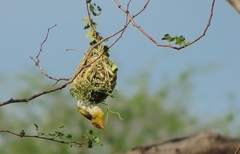 Anaplectes rubriceps rubriceps