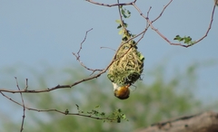 Anaplectes rubriceps rubriceps
