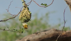 Anaplectes rubriceps rubriceps