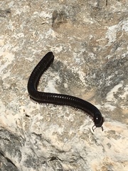 Archispirostreptus syriacus