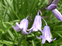 Hyacinthoides hispanica