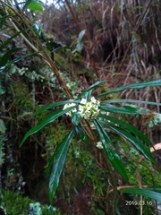 Daphne arisanensis