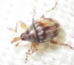 Nanophyinae