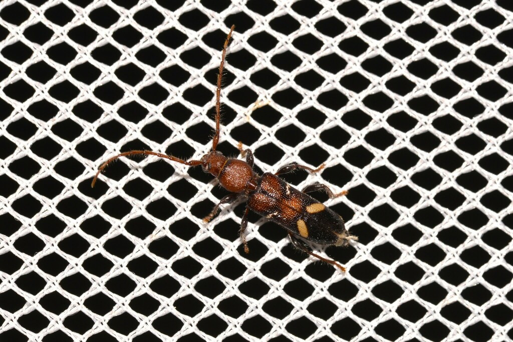 Bethelium inconspicuum