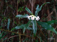 Daphne arisanensis