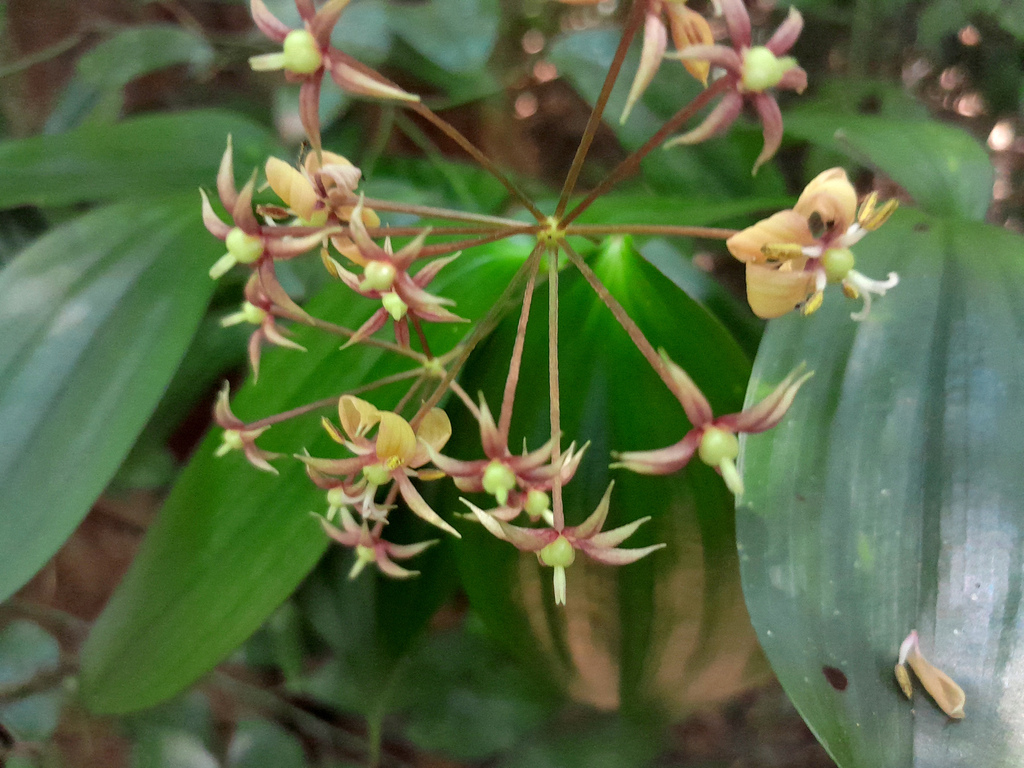 Kuntheria pedunculata (Kuntheria pedunculata)