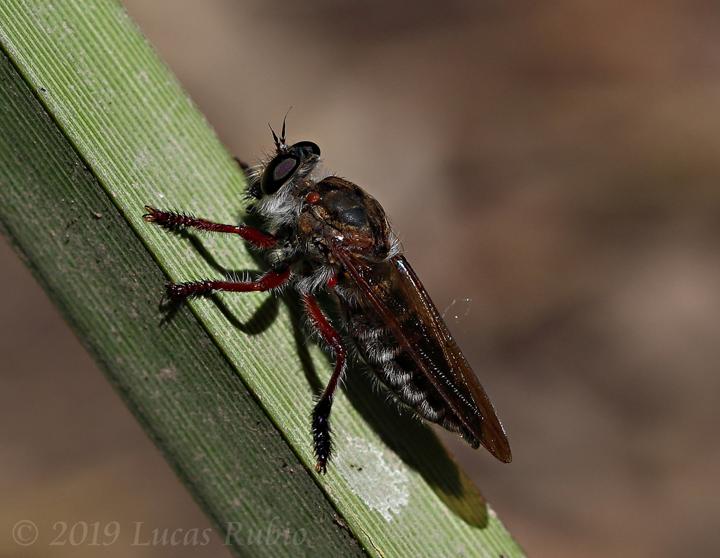 Mallophora bigoti