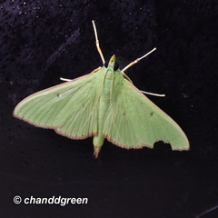 Parotis punctiferalis