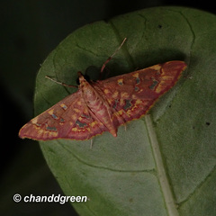 Ischnurges gratiosalis