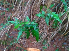 Senecio scandens incisus