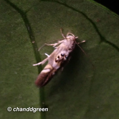 Hieromantis arcuata