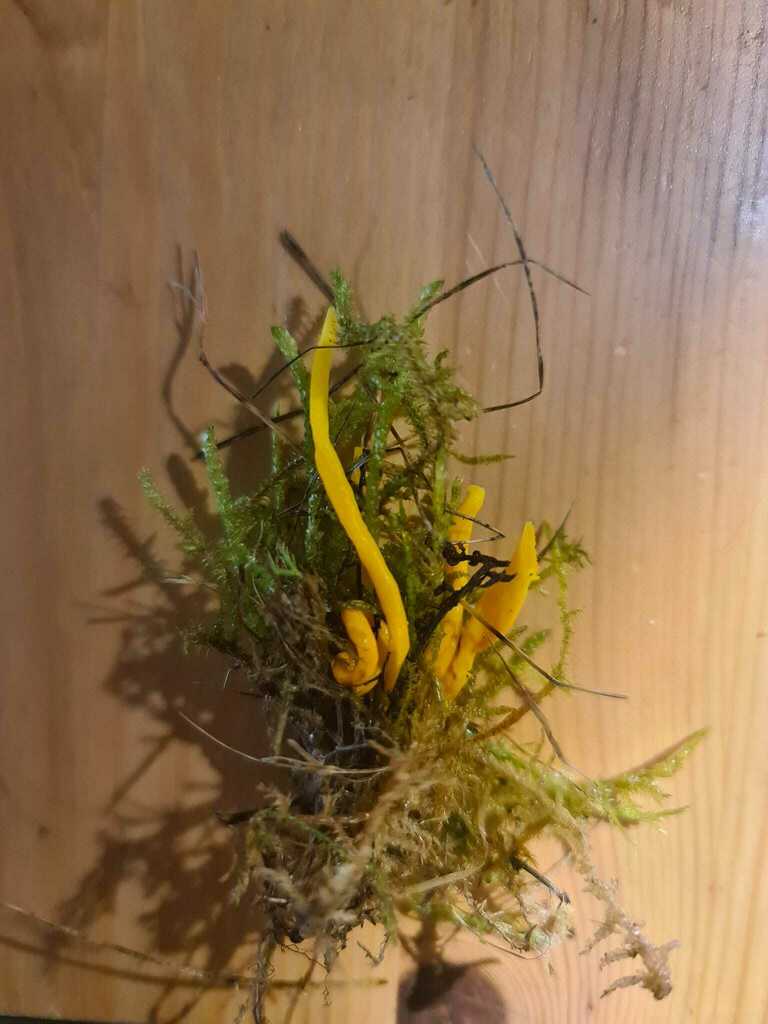 Clavulinopsis trigonospora