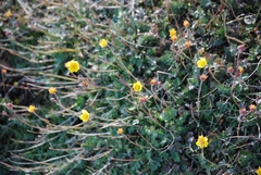 Geum rossii