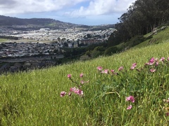 Sidalcea malviflora malviflora