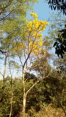 Roseodendron donnell-smithii