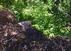 Garrulus glandarius atricapillus