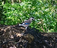 Garrulus glandarius atricapillus