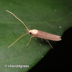 Tegenocharis tenebrans