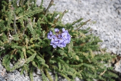 Polemonium eximium