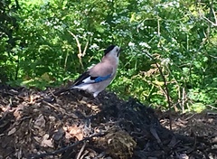 Garrulus glandarius atricapillus