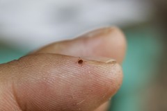 Amblyomma cajennense