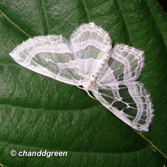 Pseudeuchlora kafebera