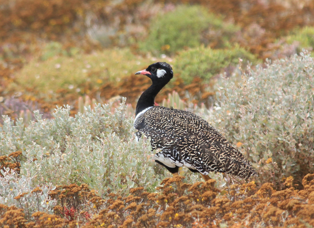 Southern Black Korhaan