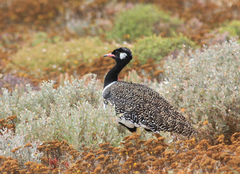 Southern Black Korhaan photo 1