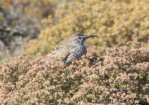Alouette à long bec (Certhilauda curvirostris)