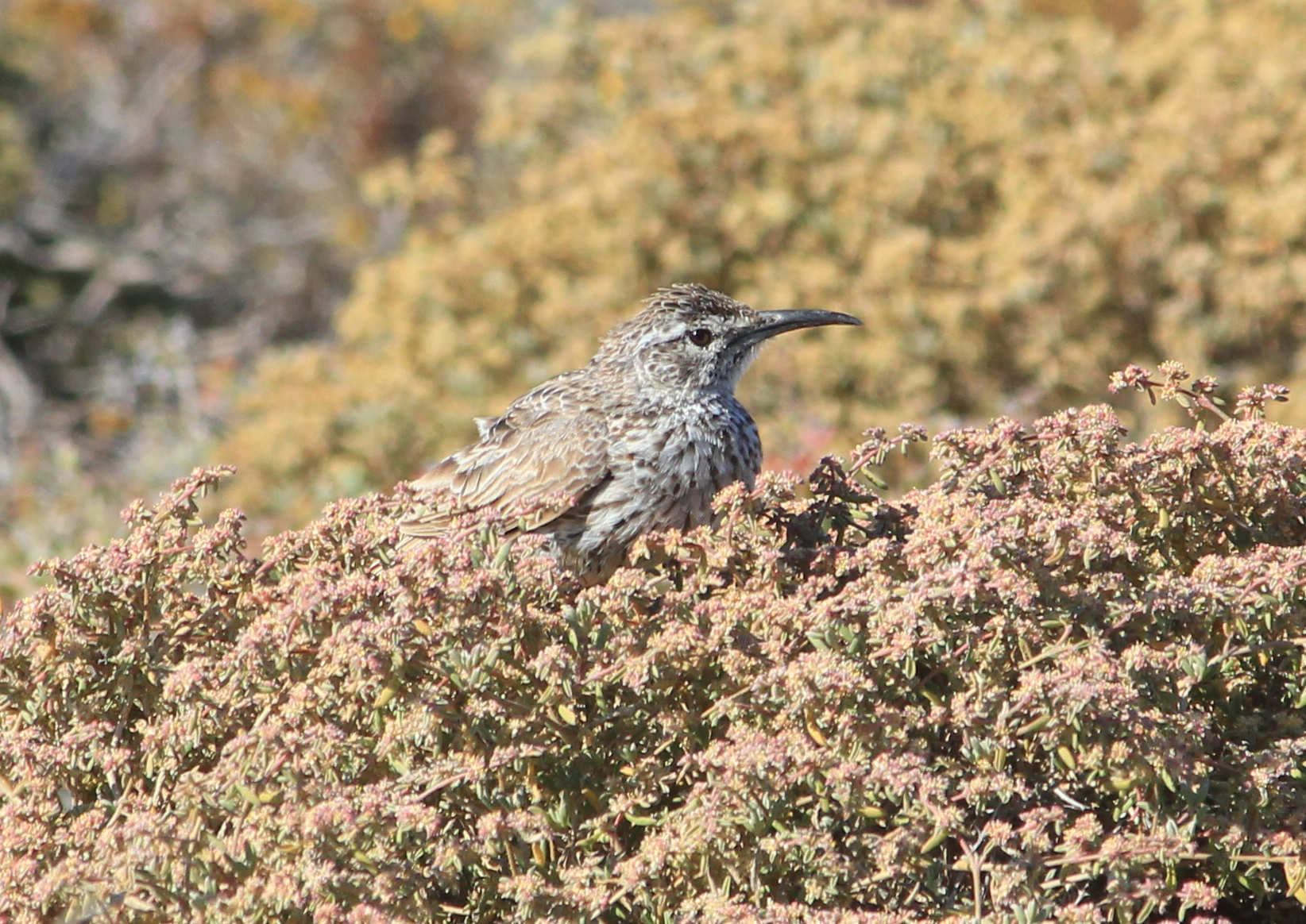 Cape Long-billed Lark (Certhilauda curvirostris)