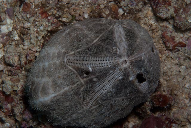 Mauve Heart Urchin