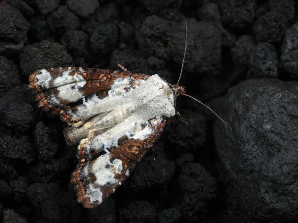 Leucapamea